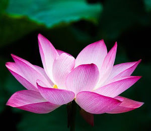 Meet your Posher, Mega